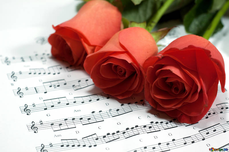 notes-music-flowers-three-roses-7272